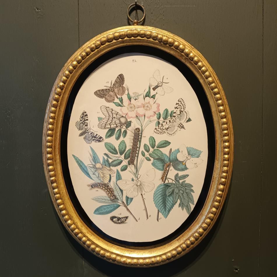 A Set Of Oval Framed Butterfly Prints photo vintage