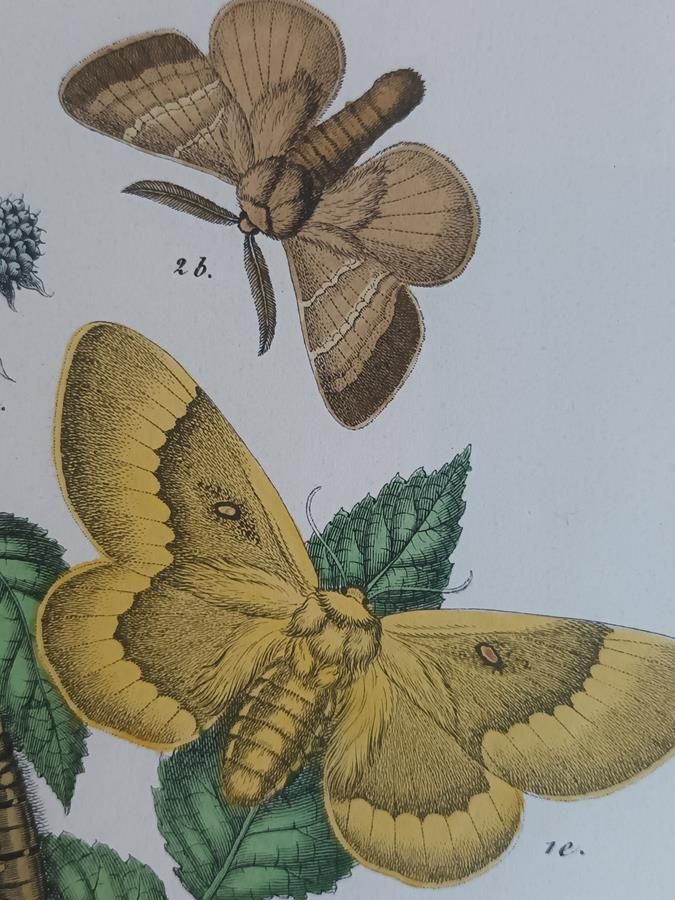 photo vintage A Pair Of Framed 19th Century Butterfly Prints