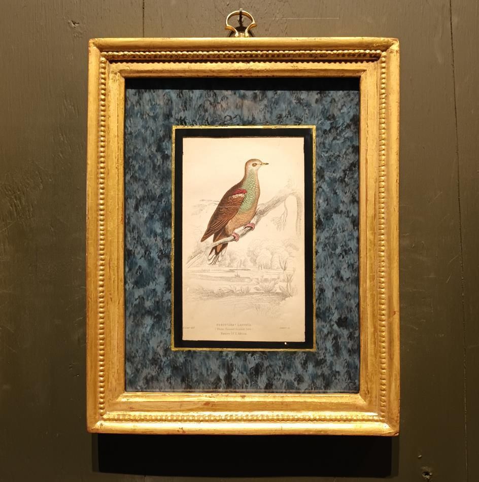 A Set Of 19th Century Framed Bird Engravings By Edward Lear photo furniture