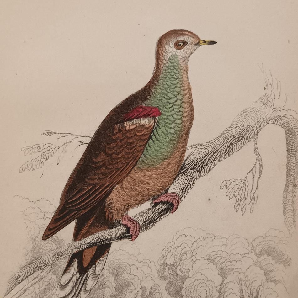 A Set Of 19th Century Framed Bird Engravings By Edward Lear photo for sale