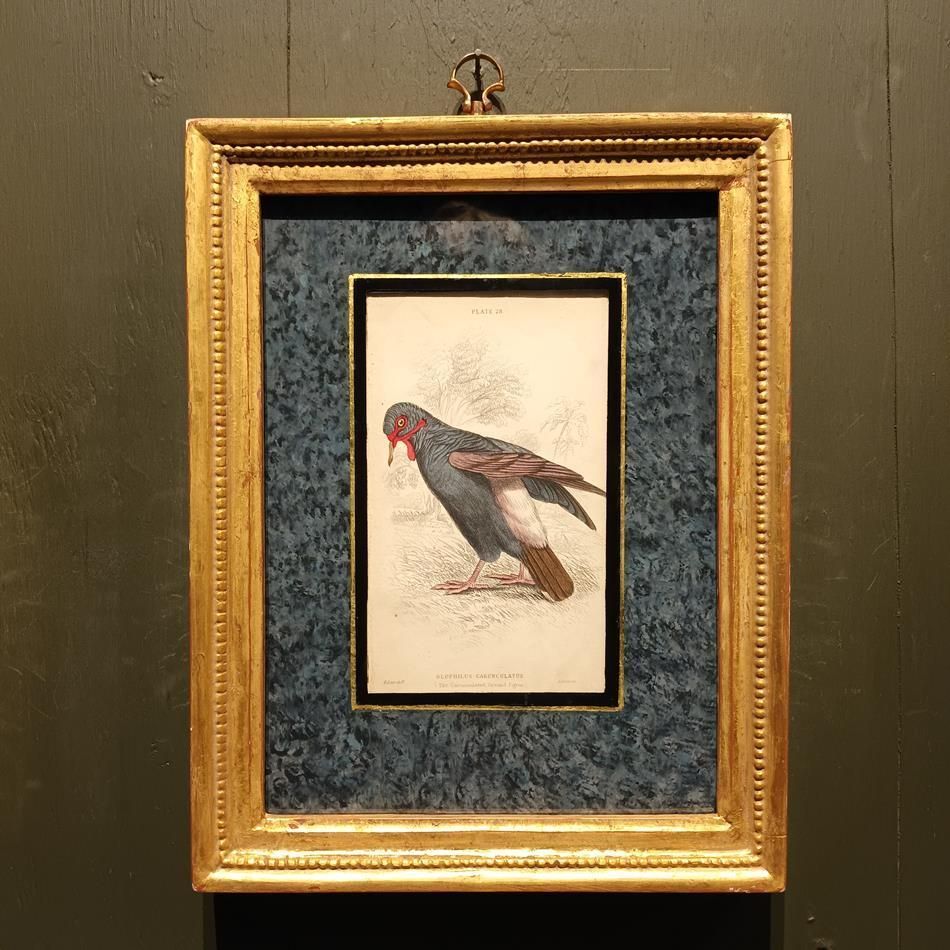 A Set Of 19th Century Framed Bird Engravings By Edward Lear photo Art