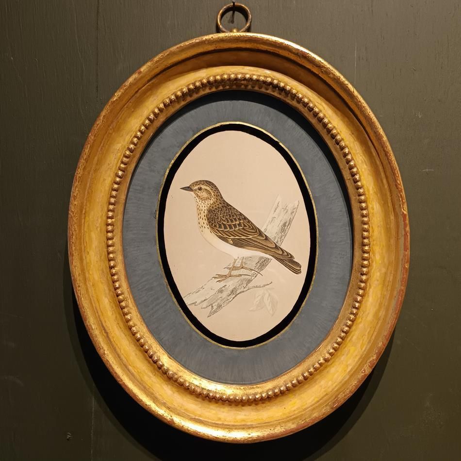 A Pair Of 19th Century Framed Bird Prints photo Art