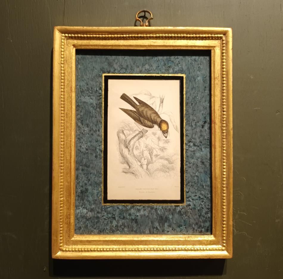 A Set Of 19th Century Framed Bird Engravings By William Swainson photo furniture