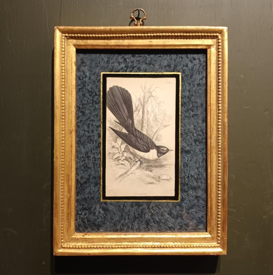 A Set Of 19th Century Framed Bird Engravings By William Swainson photo vinterior