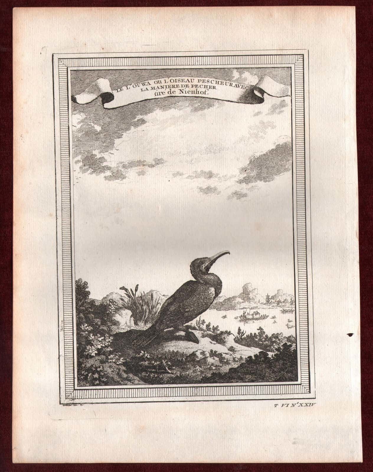 1749 Le L'ouwa Ou L'oiseau Nieuhof Schley Copperplate Engraving Bird Duck