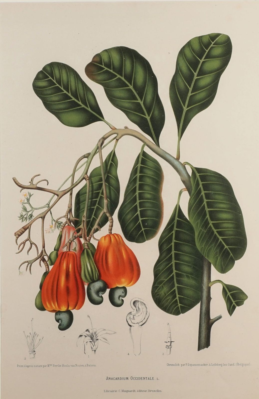 Pair Of Botanical Lithographs, Mangosteen And Cashew, By De Pannemaeker After Hoola Van Nooten photo Art