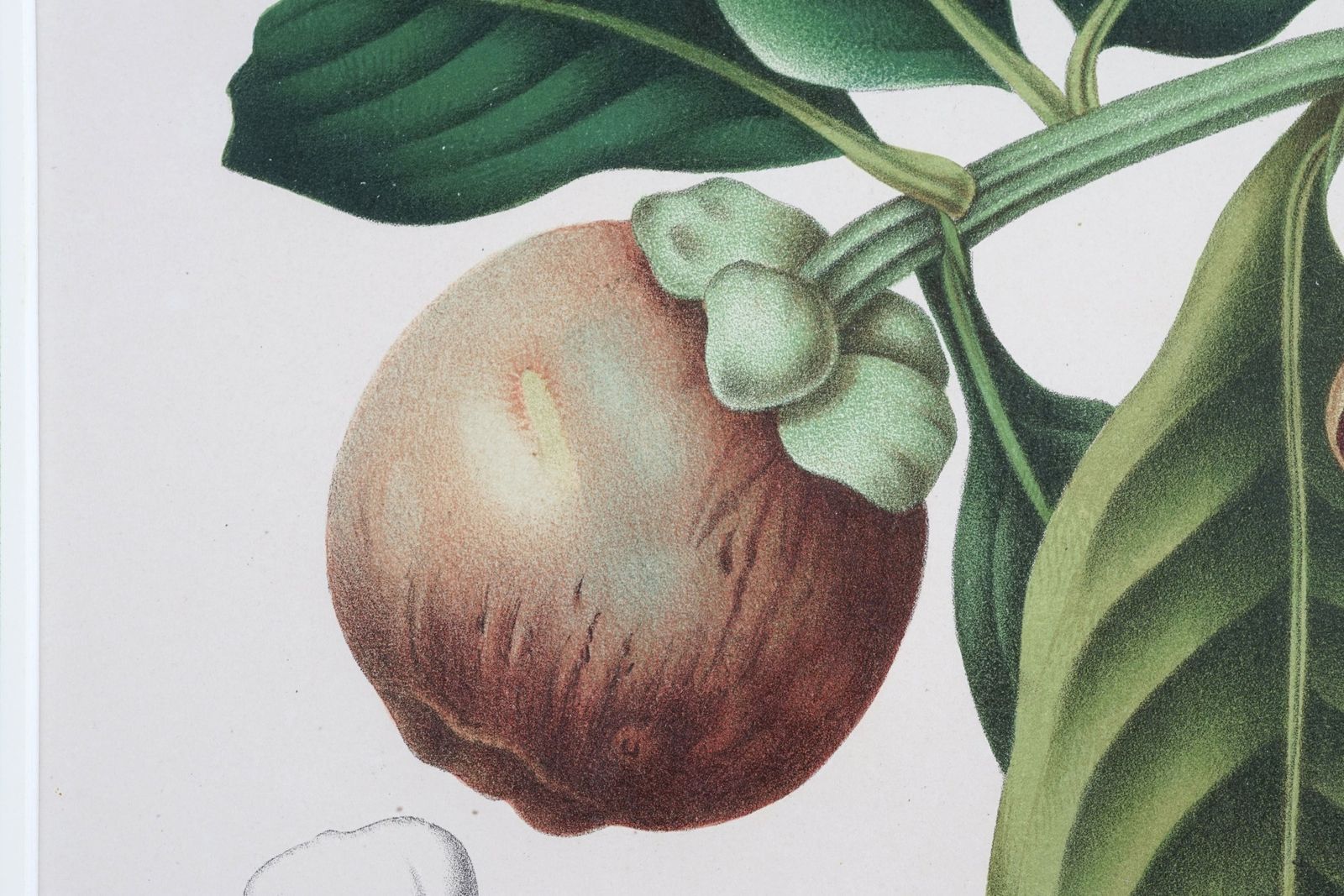 photo furniture Pair Of Botanical Lithographs, Mangosteen And Cashew, By De Pannemaeker After Hoola Van Nooten
