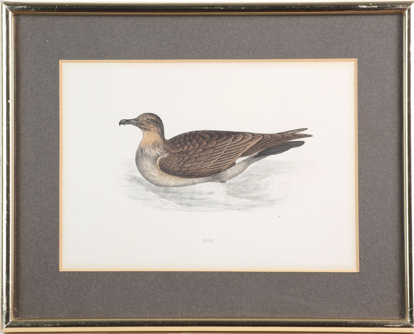 photo vintage Set Of Four Antique Wood Engravings Of Seabirds, Fo Morris, 1870
