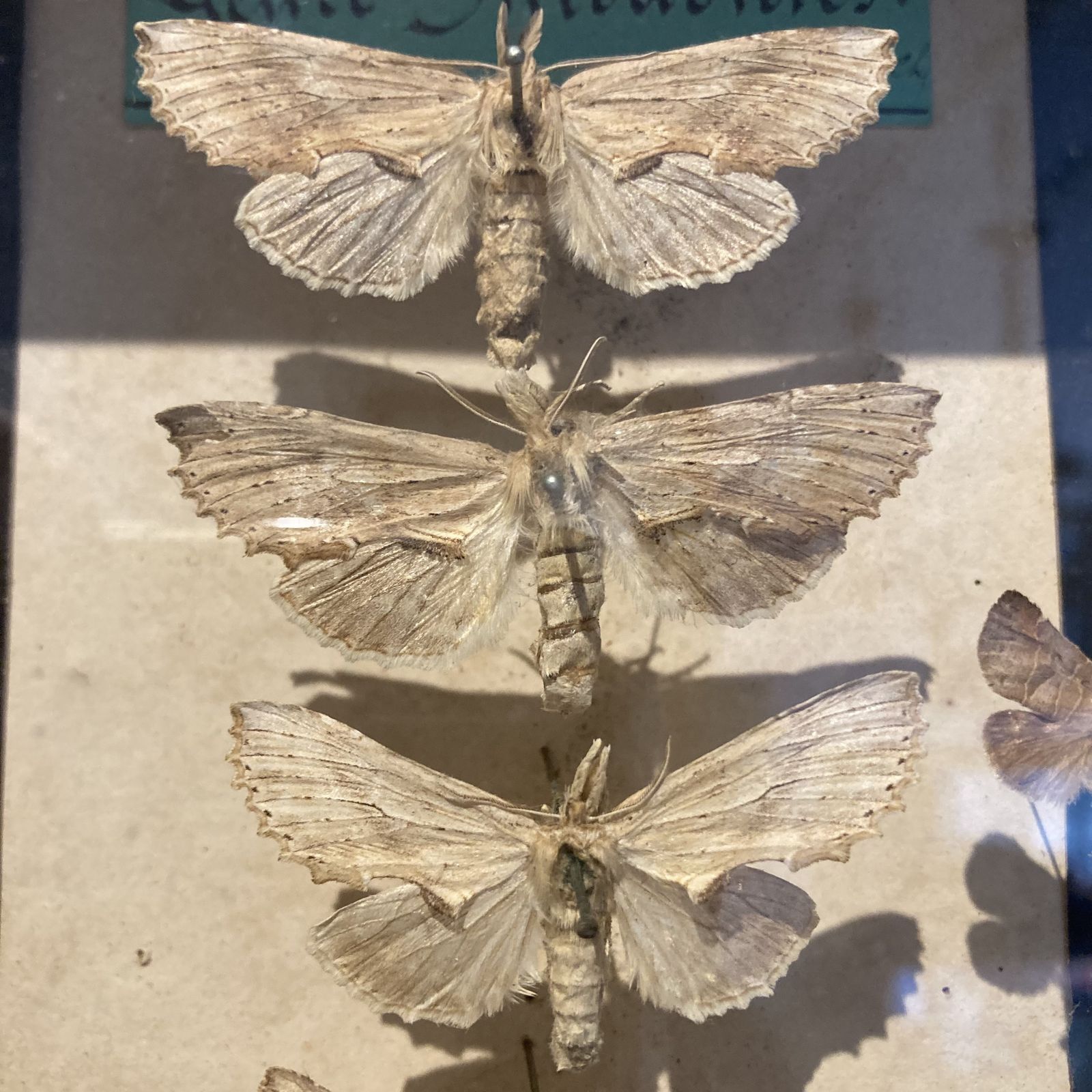 Three Specimen Cases Containing Various Species Of Moths Display Cases photo buy