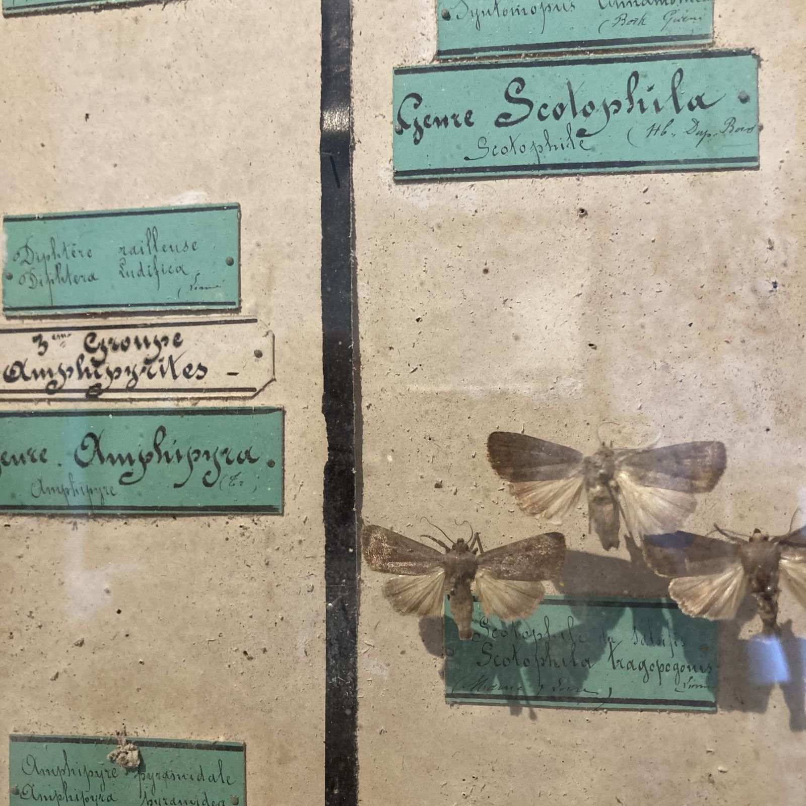 photo furniture Three Specimen Cases Containing Various Species Of Moths Display Cases