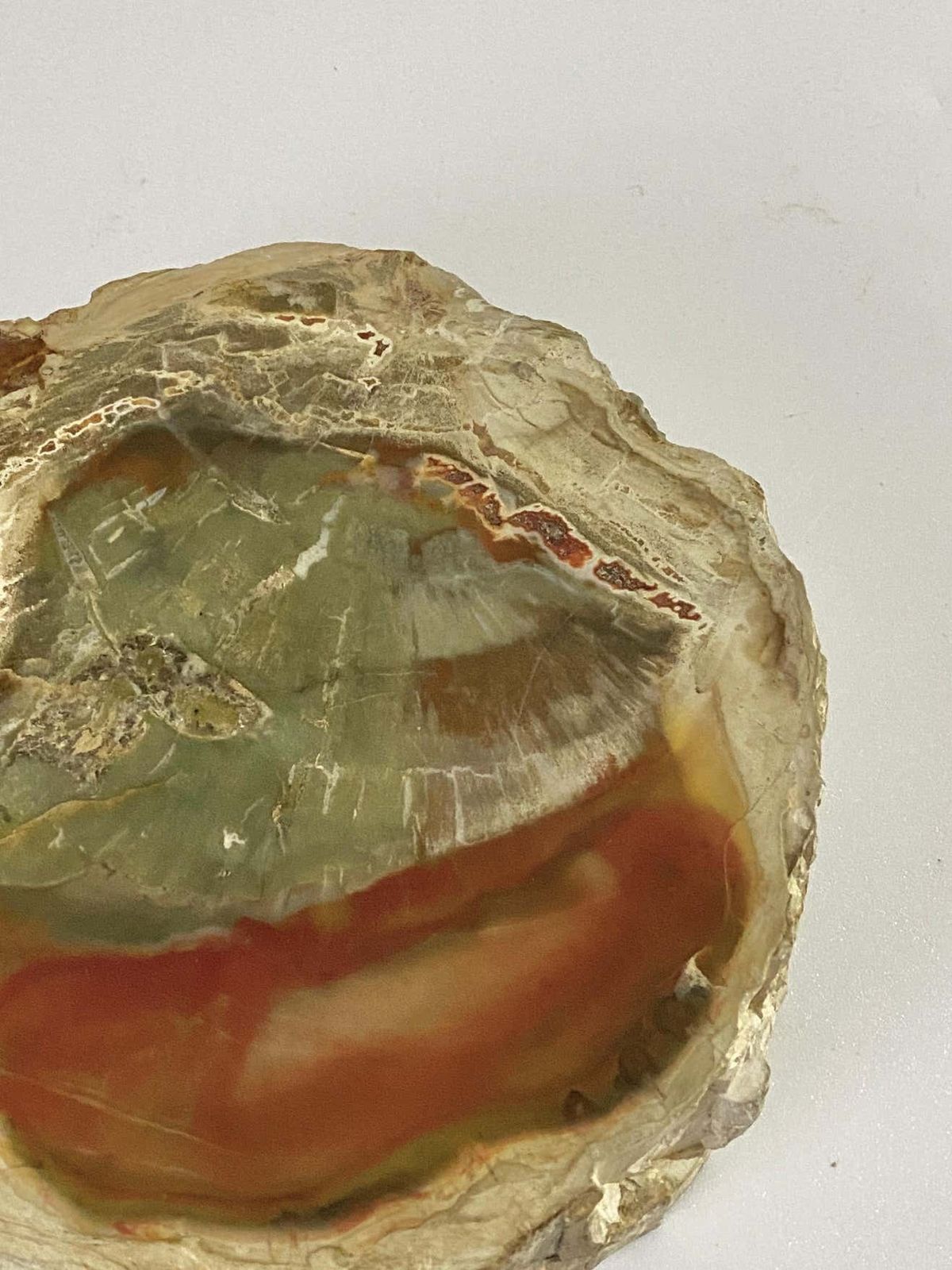 Petrified Wood Ashtray, 15th Century And Earlier, Organic Modern photo 486.0