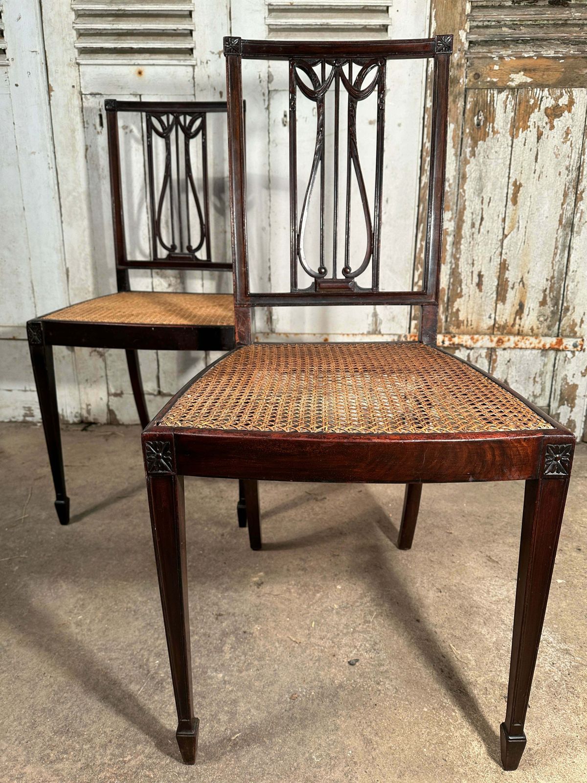 Rare Pair Of Original Federal Samuel Mcintire Sheraton Cuban Mahogany Cane Chairs Circa 1790