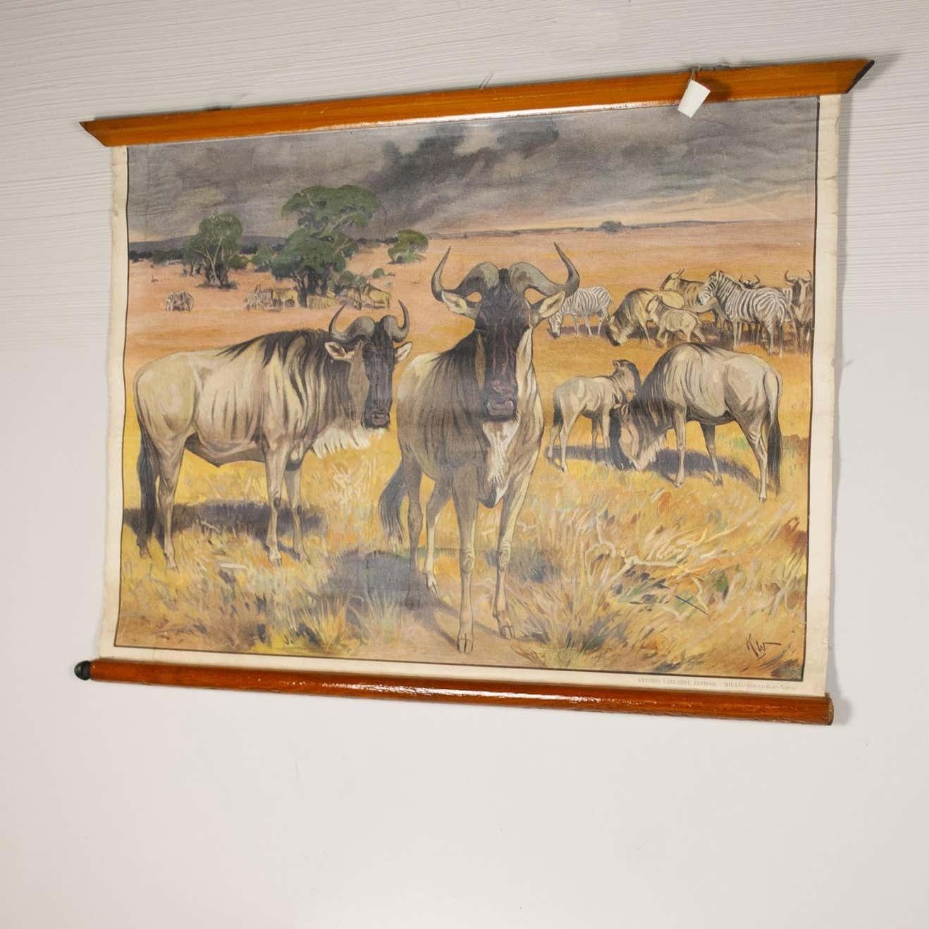 Antonio Vallardi Muflon Linen Canvas Print photo for sale