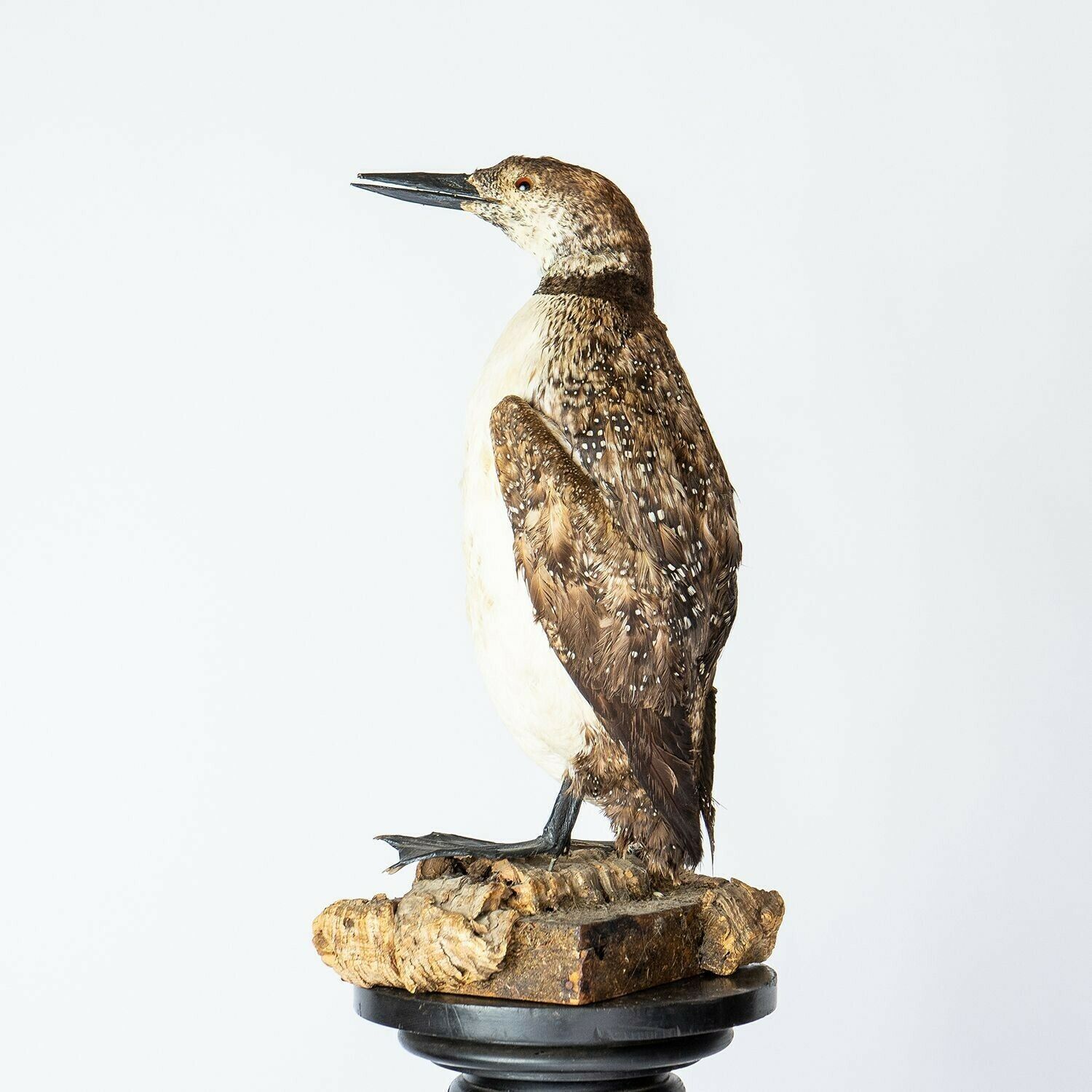 Antique Mounted Taxidermy Loon On Naturalistic Base, Early 20th Century Stuffed Aquatic Bird photo furniture
