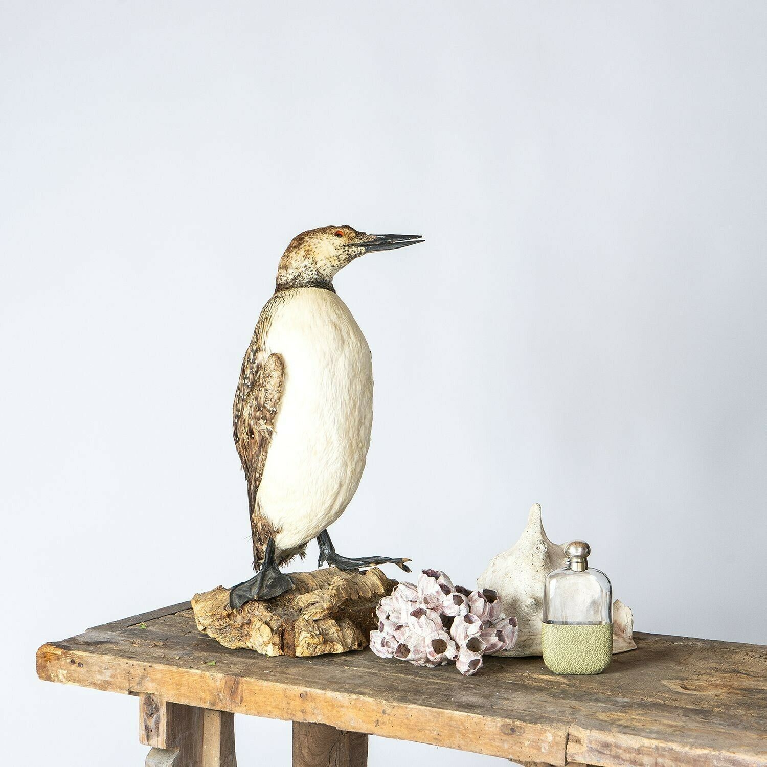 Antique Mounted Taxidermy Loon On Naturalistic Base, Early 20th Century Stuffed Aquatic Bird photo 140.0