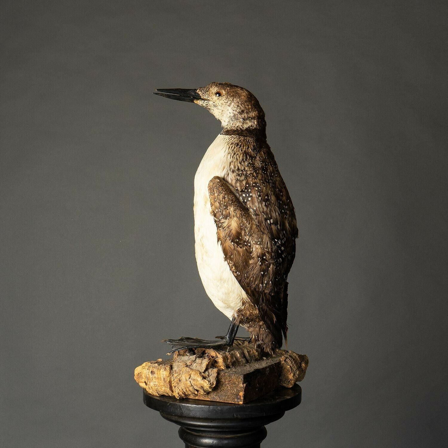 Antique Mounted Taxidermy Loon On Naturalistic Base, Early 20th Century Stuffed Aquatic Bird photo vintage