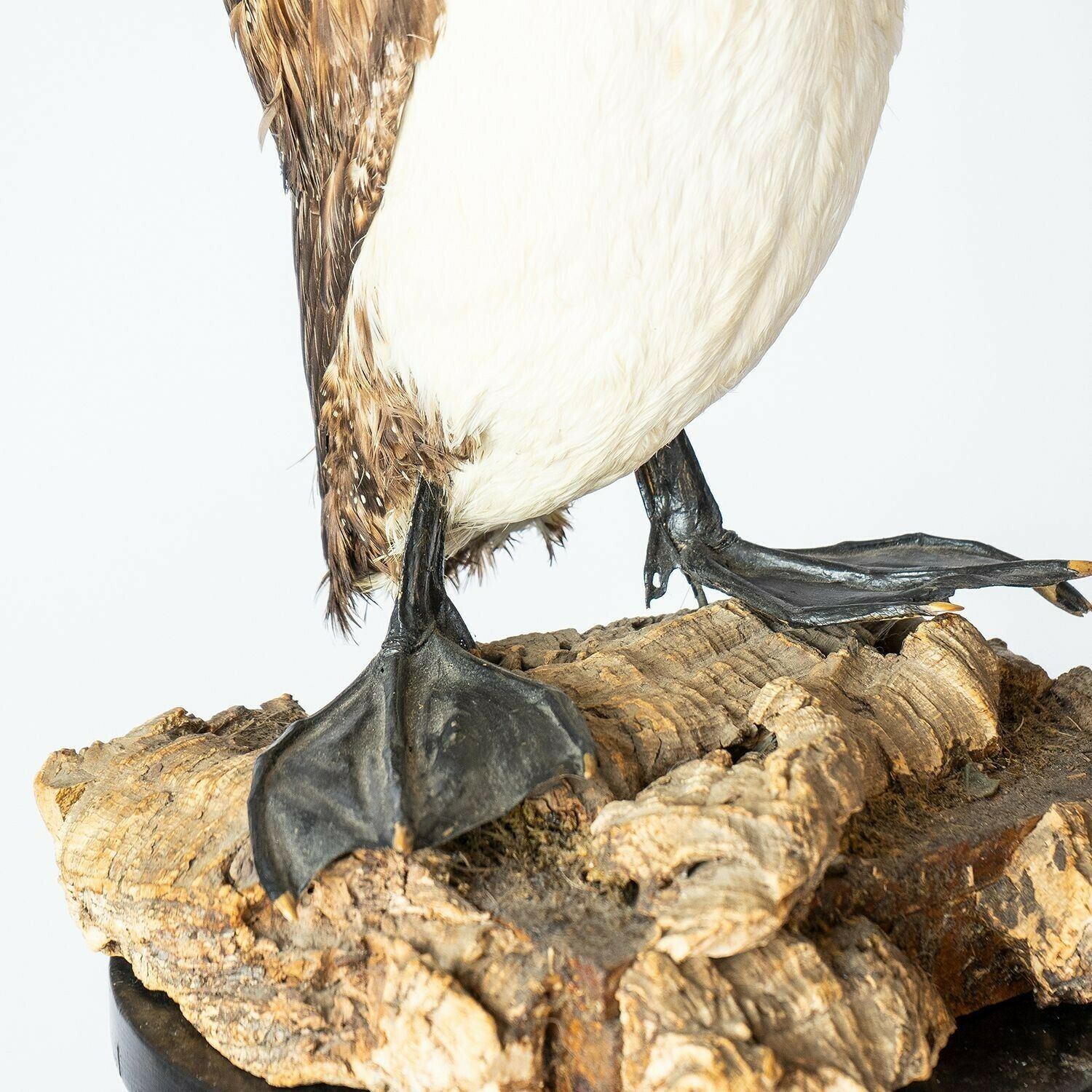 photo furniture Antique Mounted Taxidermy Loon On Naturalistic Base, Early 20th Century Stuffed Aquatic Bird