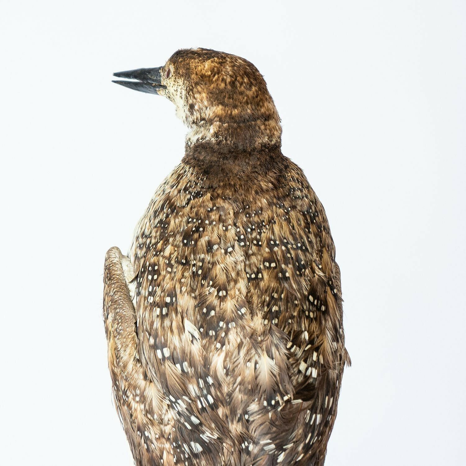 photo for sale Antique Mounted Taxidermy Loon On Naturalistic Base, Early 20th Century Stuffed Aquatic Bird