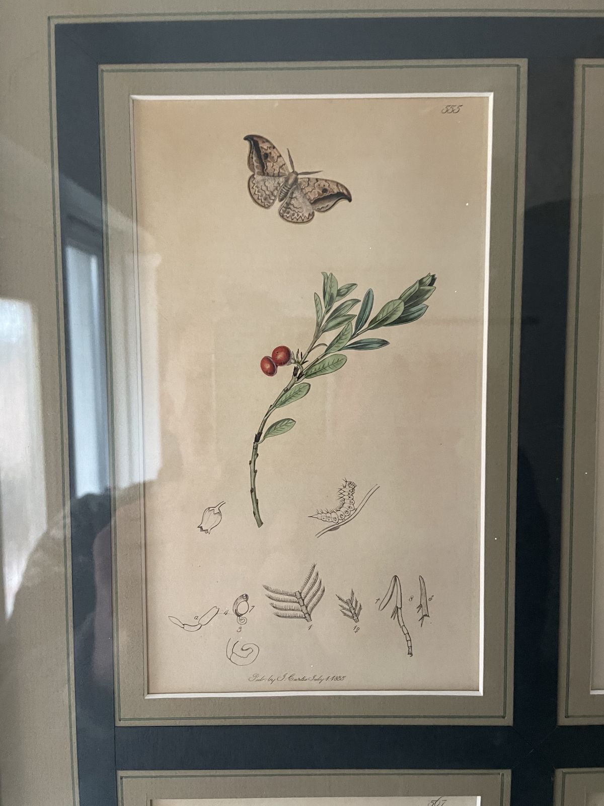 Botanicals Prints With Insects By John Curtis photo Art