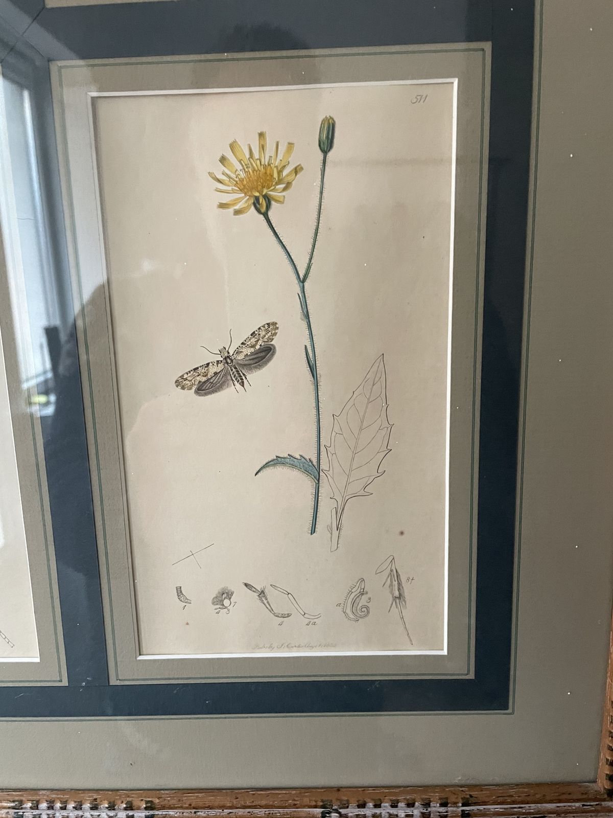 Botanicals Prints With Insects By John Curtis photo 450.0