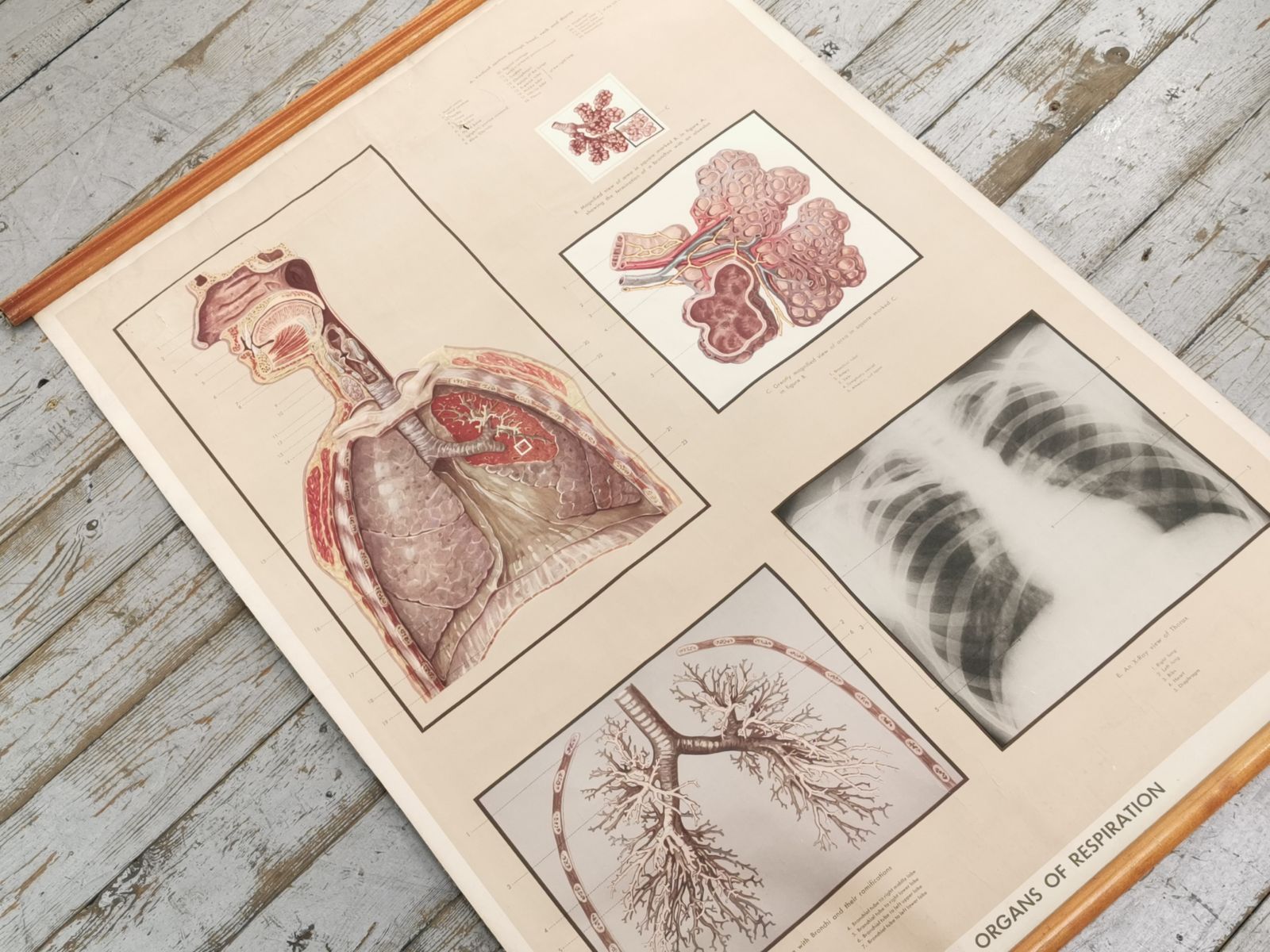 Respiratory Organ Medical Teaching Aid Poster By Adam Rouilly, 1940s. photo furniture