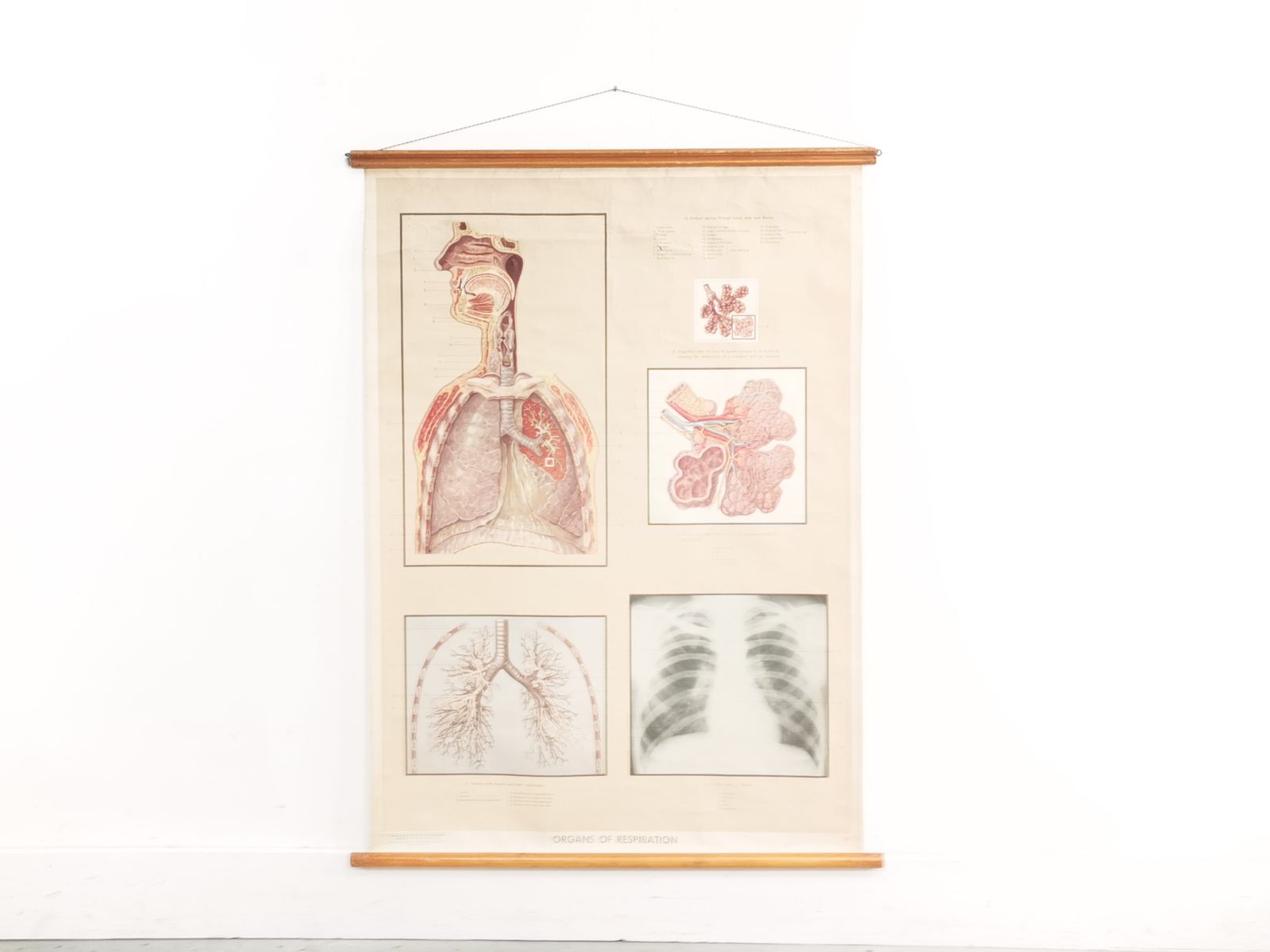 Respiratory Organ Medical Teaching Aid Poster By Adam Rouilly, 1940s.