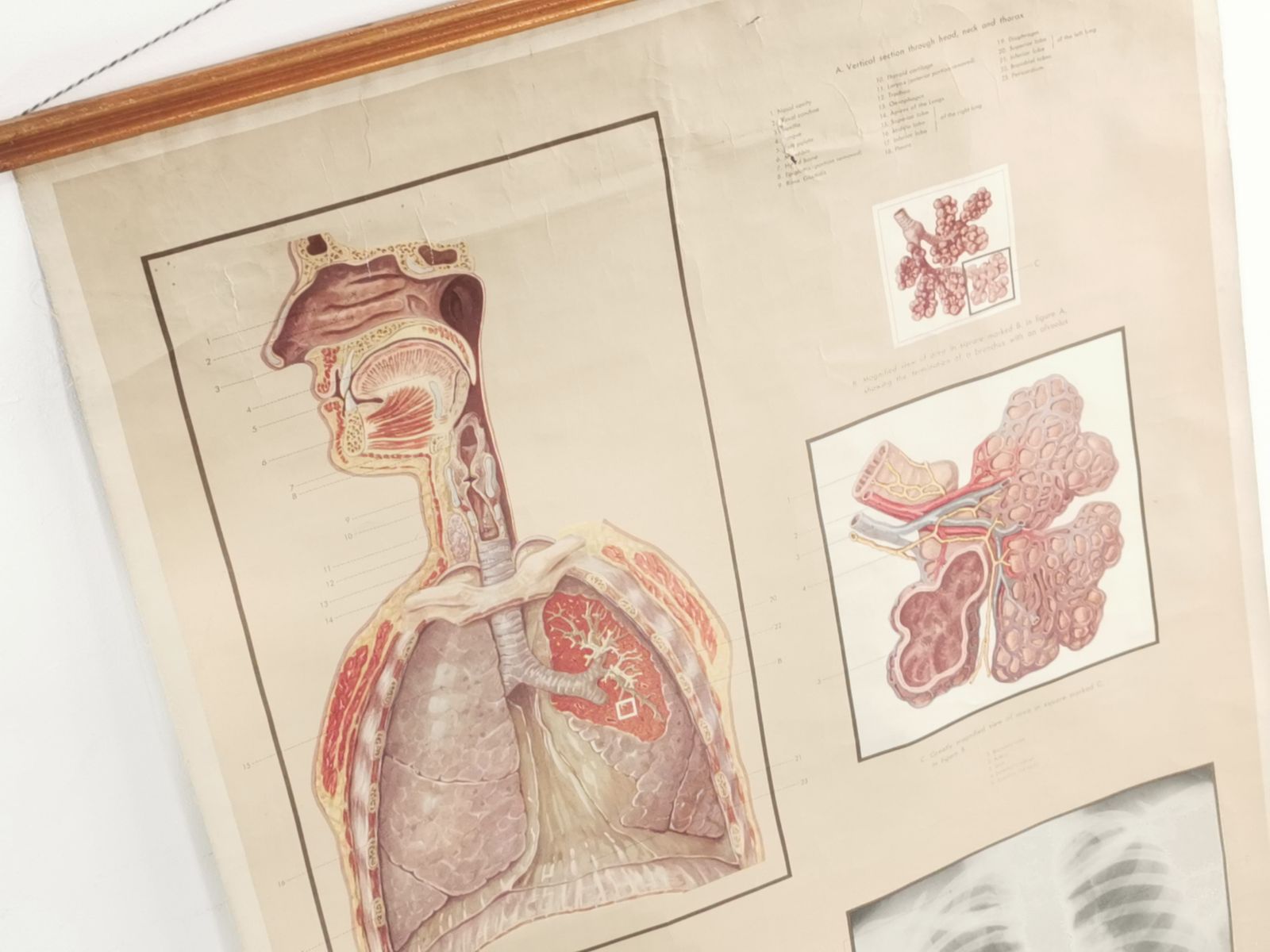 Respiratory Organ Medical Teaching Aid Poster By Adam Rouilly, 1940s. photo vintage