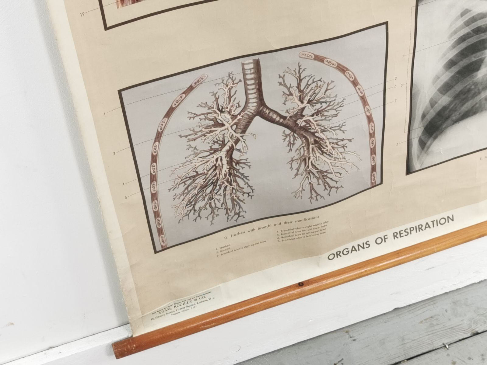 photo furniture Respiratory Organ Medical Teaching Aid Poster By Adam Rouilly, 1940s.