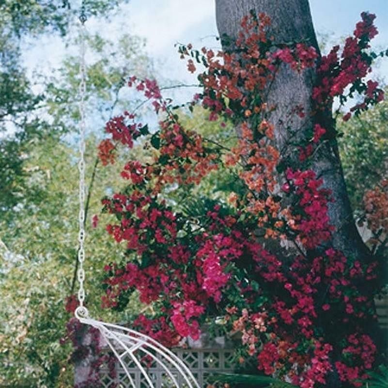 Barbados Bliss By Slim Aarons photo 2800.0