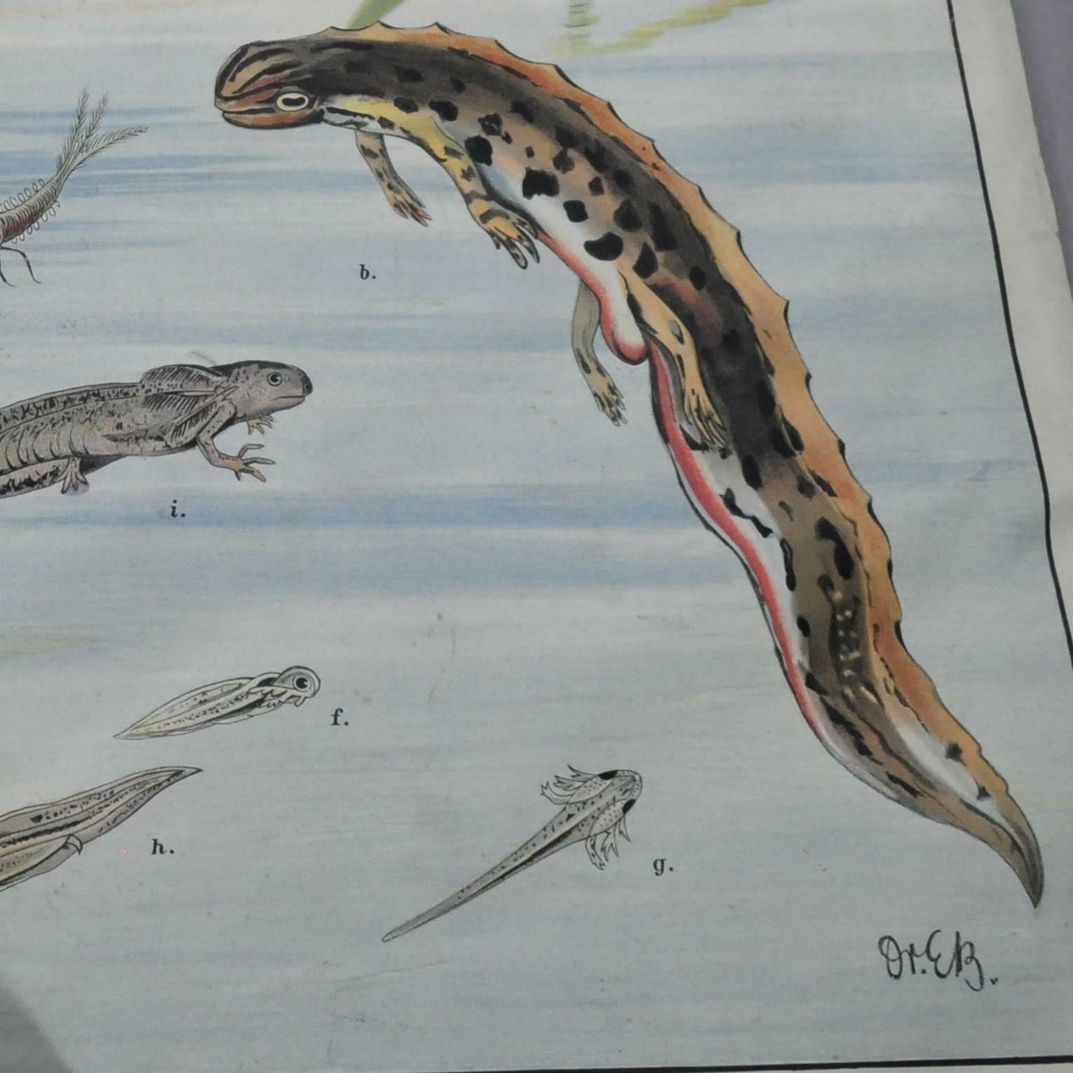 Vintage Wall Chart Print Salamander Newt Amphibians Tadpoles Underwater photo Art