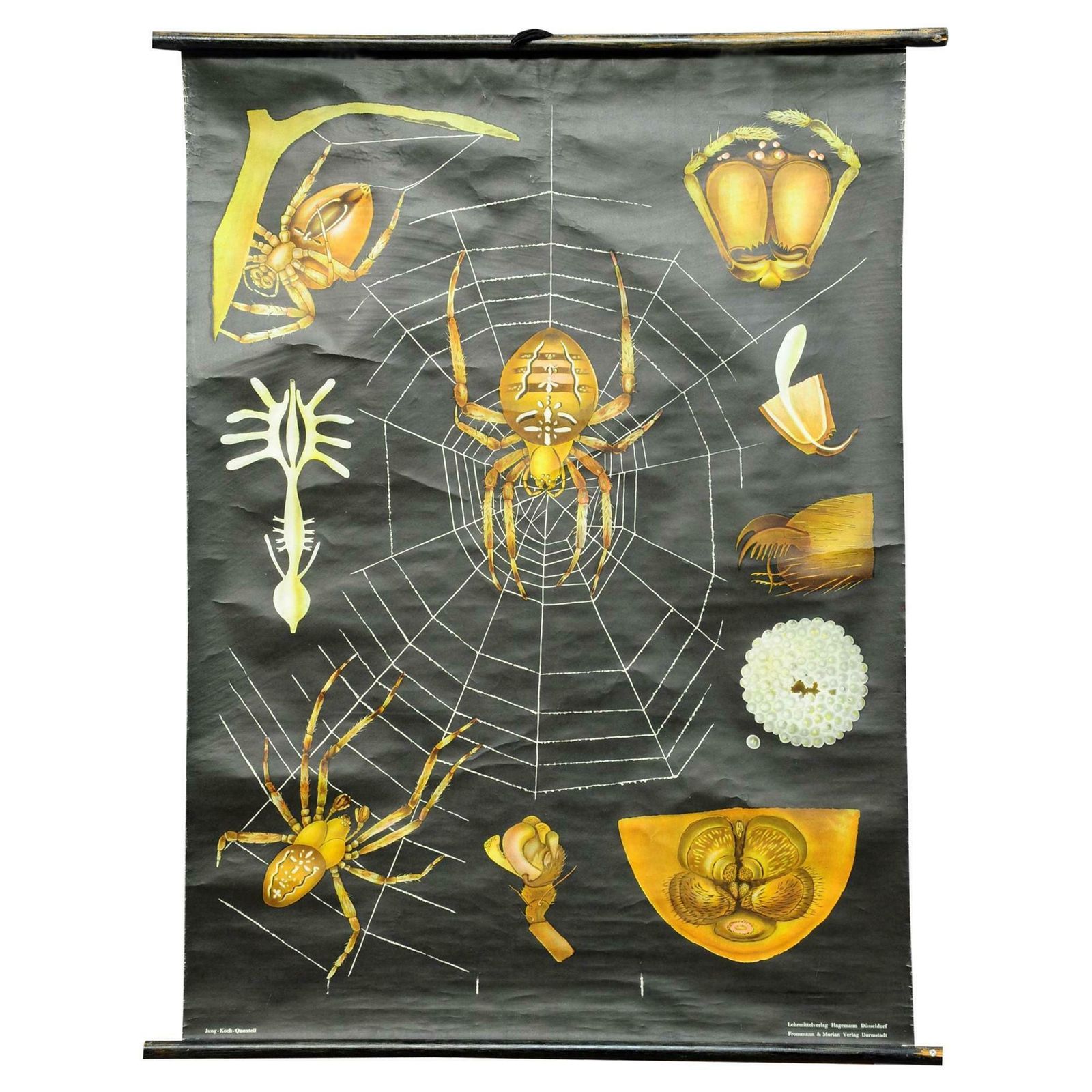 Vintage Rollable Jung Koch Quentell Wall Chart Cross Spider Araneus Marmoreus photo furniture