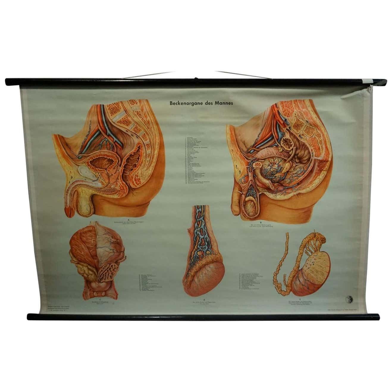 Vintage Medical Poster Pull Down Wall Chart About The Male Pelvic Organs