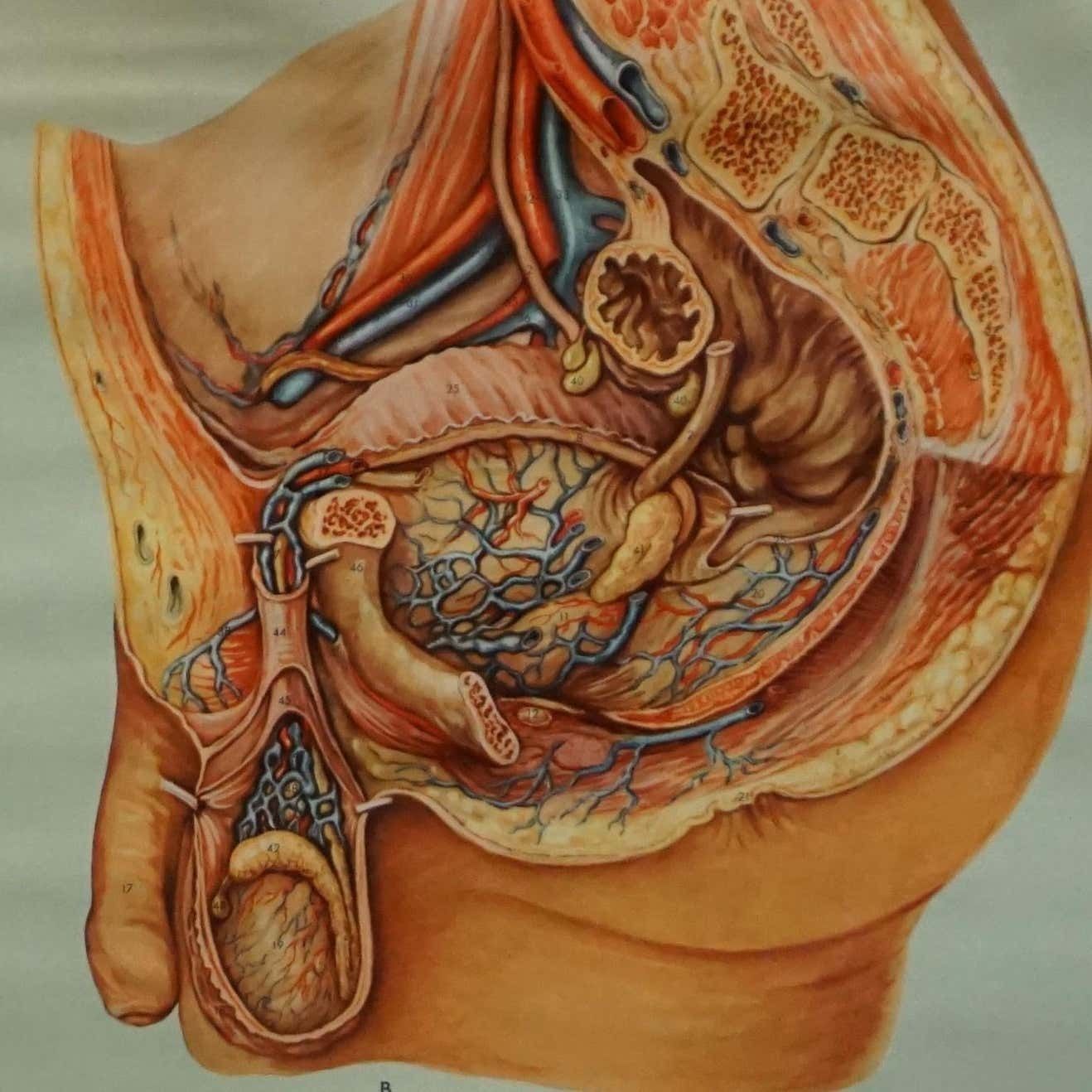 Vintage Medical Poster Pull Down Wall Chart About The Male Pelvic Organs photo for sale