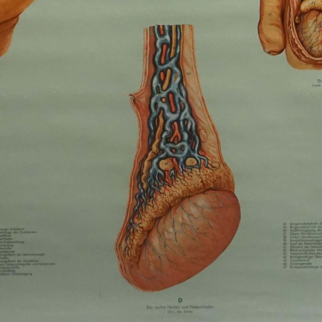 Vintage Medical Poster Pull Down Wall Chart About The Male Pelvic Organs photo 239.0