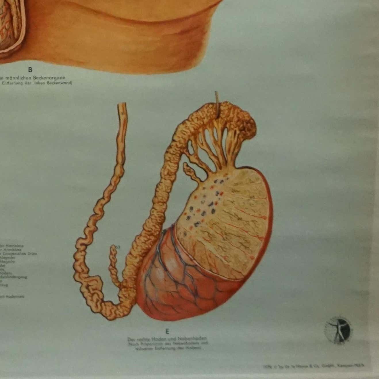 Vintage Medical Poster Pull Down Wall Chart About The Male Pelvic Organs photo vinterior
