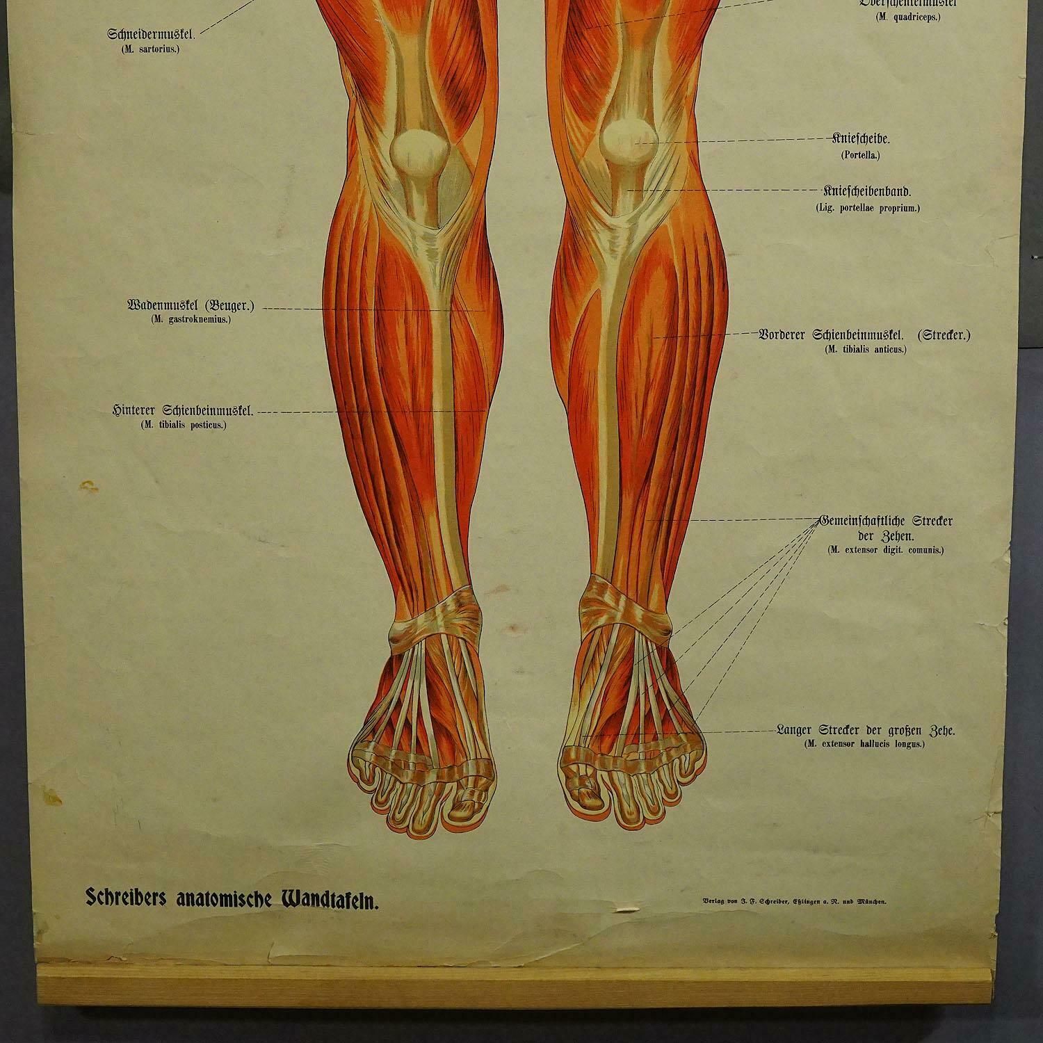 Antique Foldable Anatomical Wall Chart Depicting Human Musculature photo Art