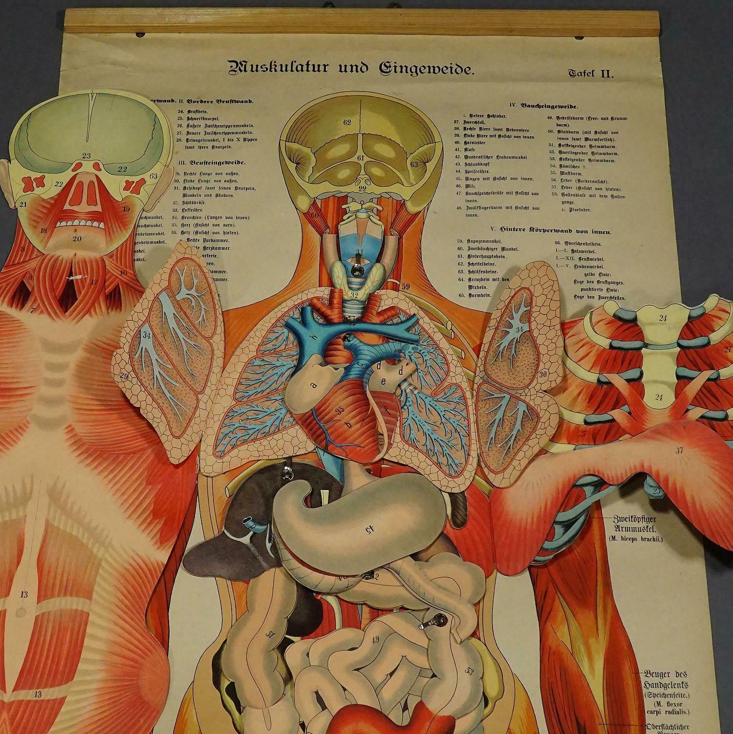 Antique Foldable Anatomical Wall Chart Depicting Human Musculature photo vinterior