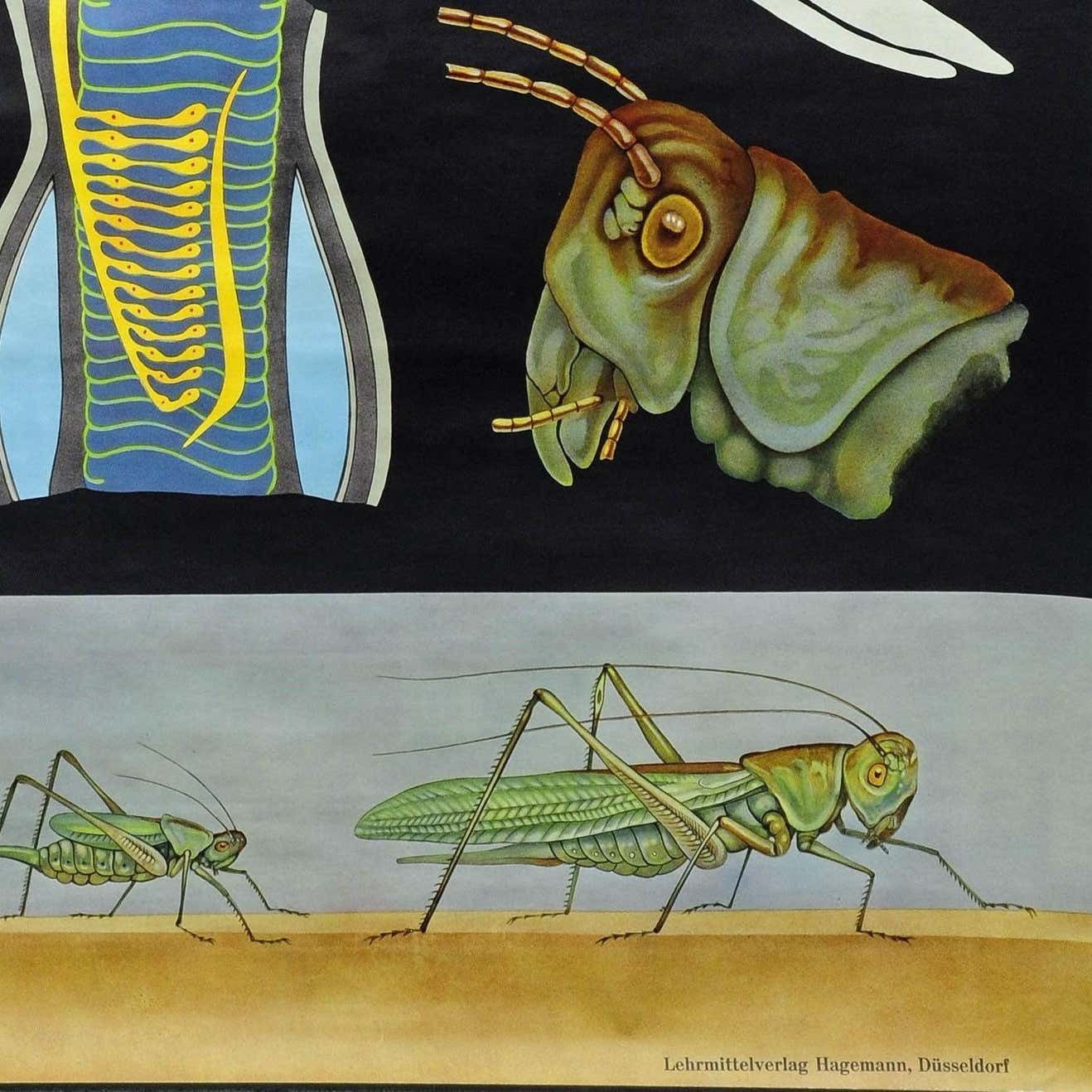 Vintage School Wall Chart Jung Koch Quentell Biology Animals Bush Cricket photo 274.0