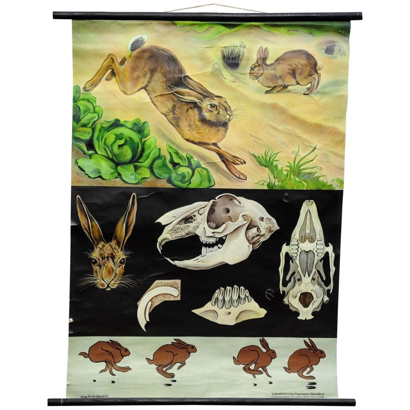 Jung Koch Quentell Wall Chart Poster Animals Brown Hare Common Rabbit