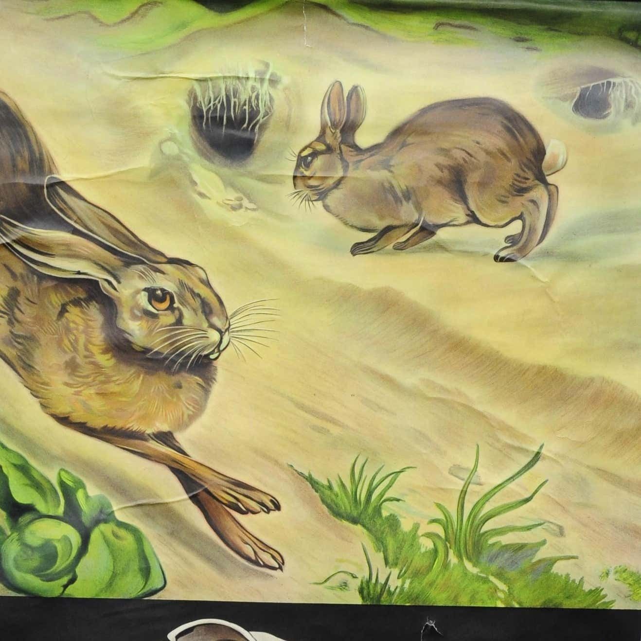 Jung Koch Quentell Wall Chart Poster Animals Brown Hare Common Rabbit photo for sale
