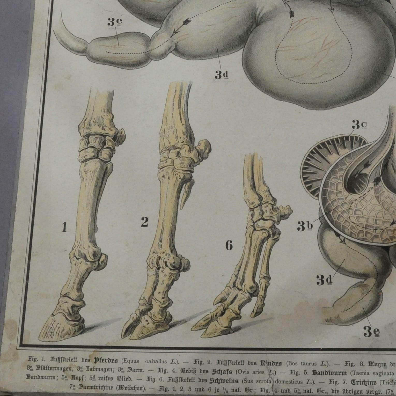 Old Anatomical Farm Animal Wall Chart Print Home And Garden photo for sale