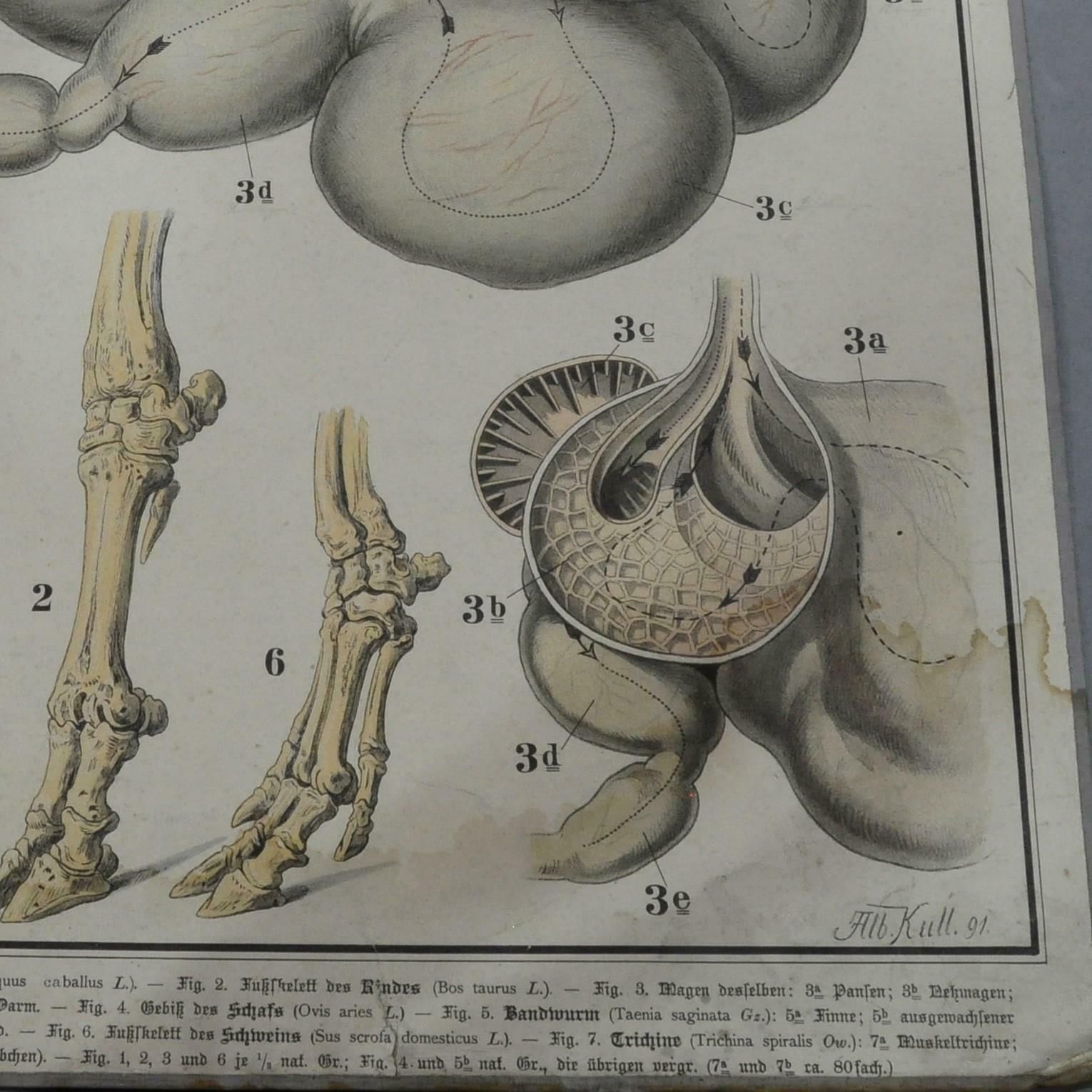 Old Anatomical Farm Animal Wall Chart Print Home And Garden photo Art