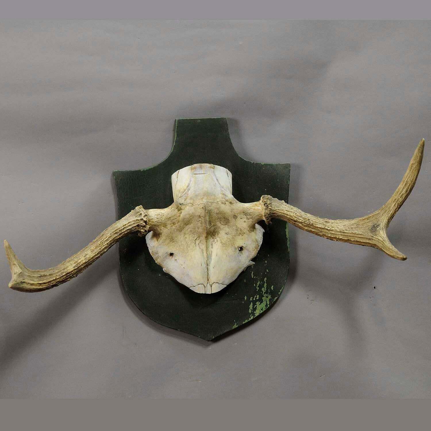 Particular Trophy Of An Abnorme Moose From A Noble Estate, Circa 1930s photo for sale