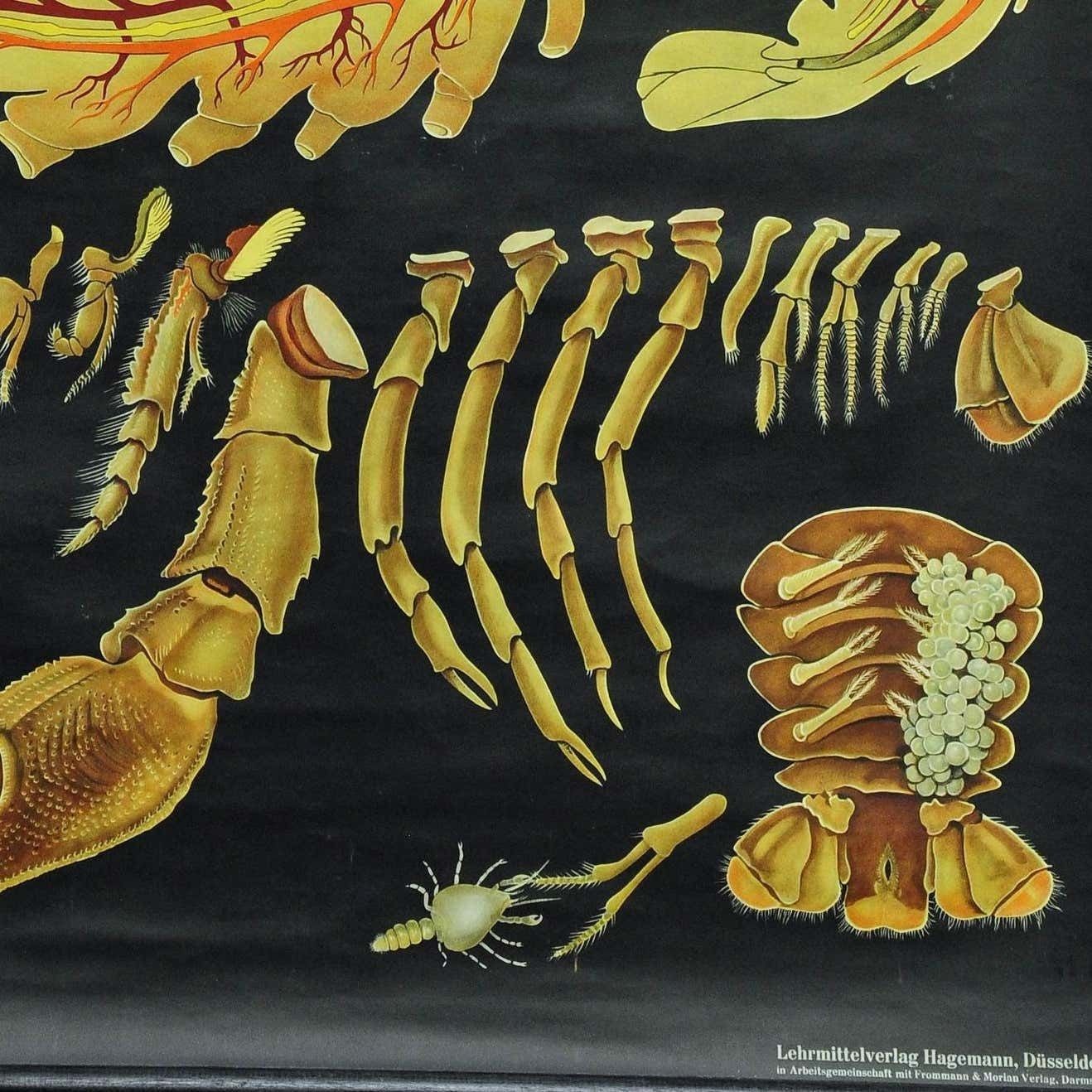 Vintage Poster Pull Down Wall Chart Jung Koch Quentell Crayfish Maritime Deco photo Art