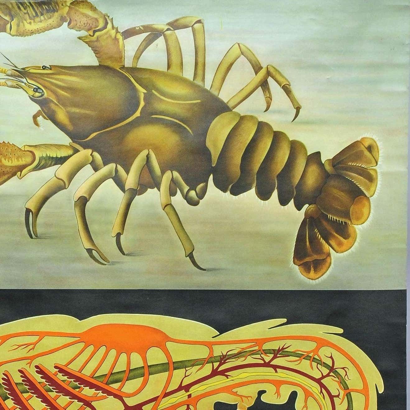 Vintage Poster Pull Down Wall Chart Jung Koch Quentell Crayfish Maritime Deco photo 274.0