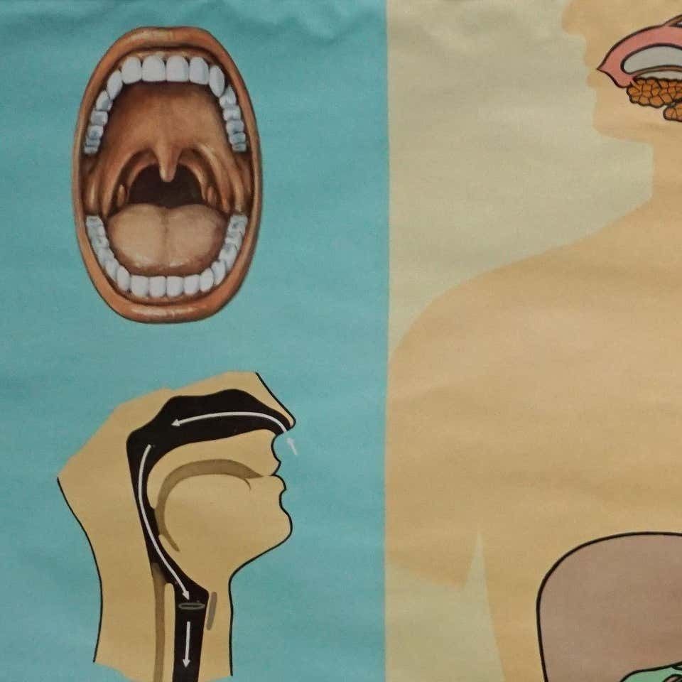 Hagemann Human Body Poster Wall Chart Print Digestive Tract Of Food photo furniture