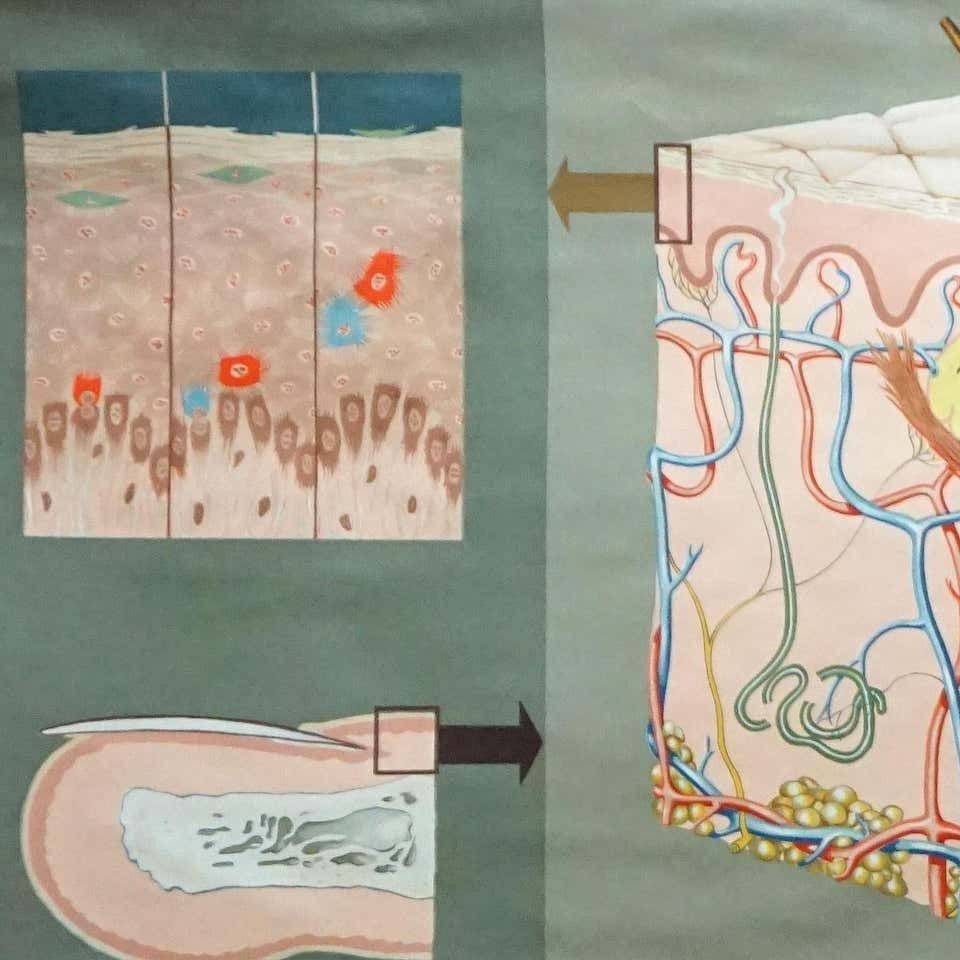 Hagemann Medical Rollable Poster Wall Chart Human Body Skin Cross Section photo furniture