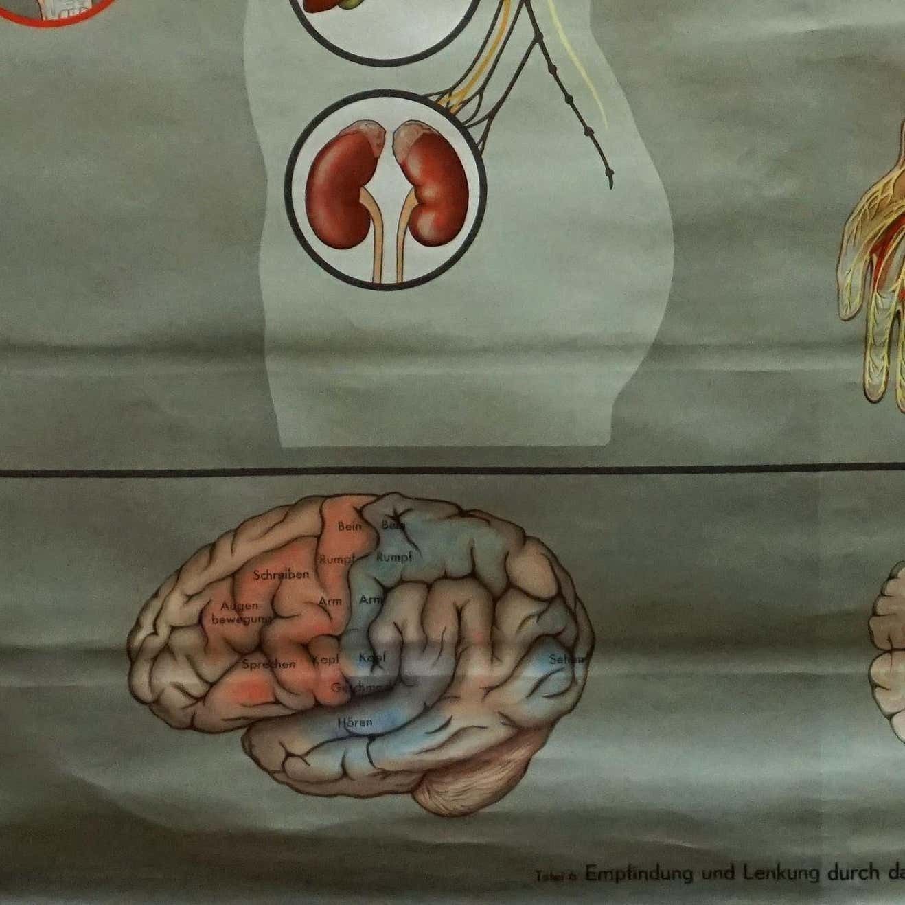 Medical Rollable Poster Vintage Print Wall Chart Human Nervous System photo Art