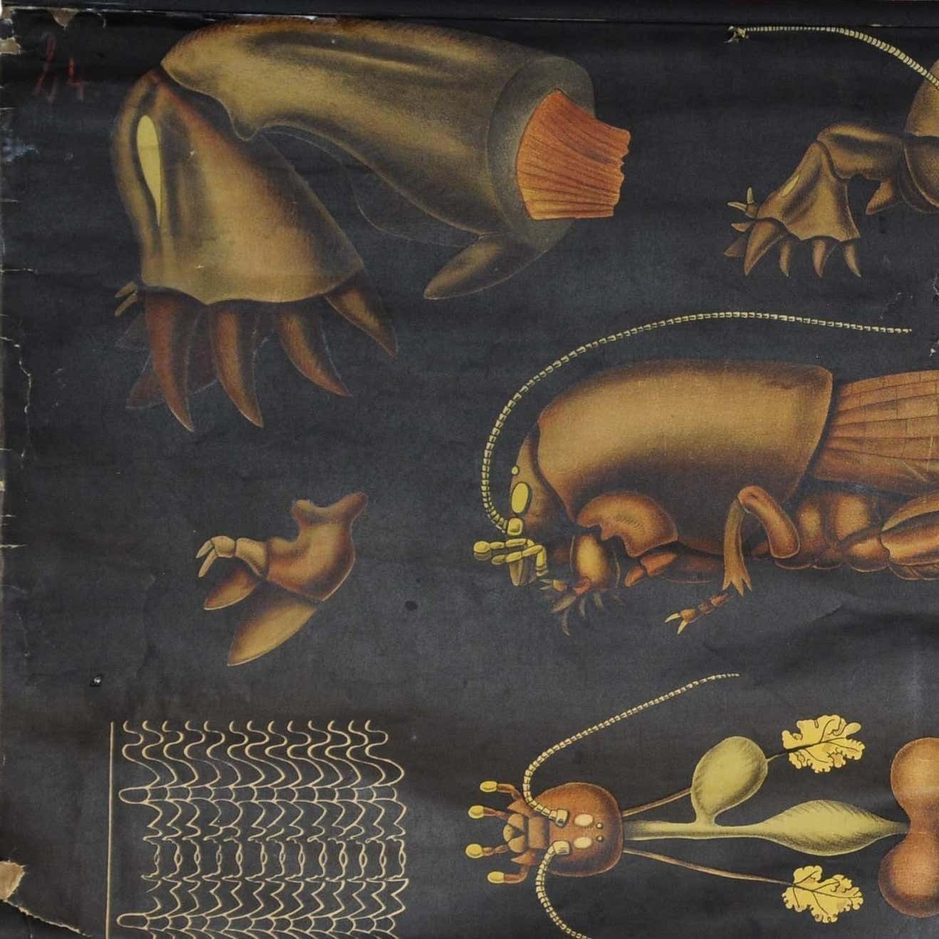 Antique Jung Koch Quentell Rollable Wall Chart European Mole Cricket Gryllotapla photo for sale