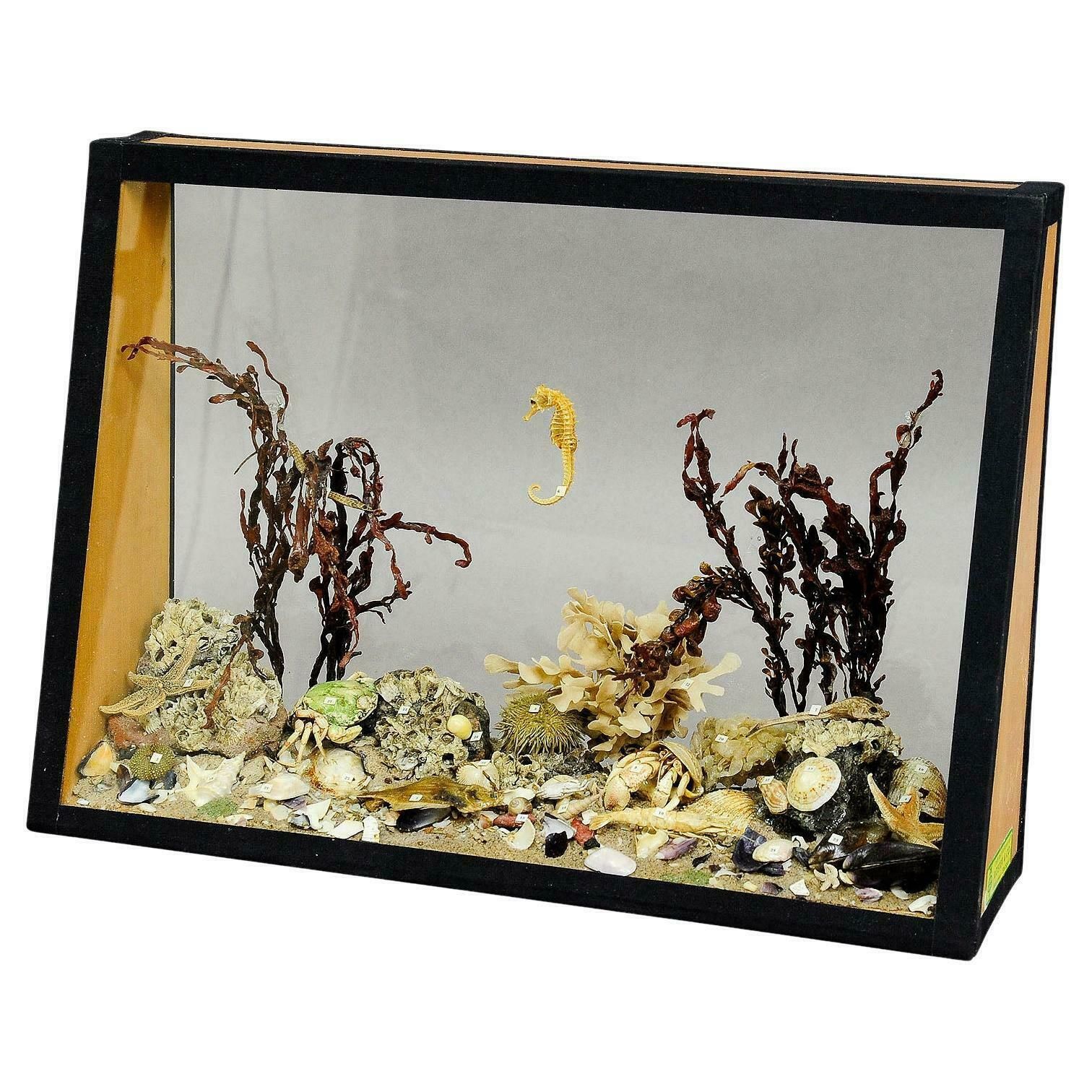 Antique Under The Water School Specimen